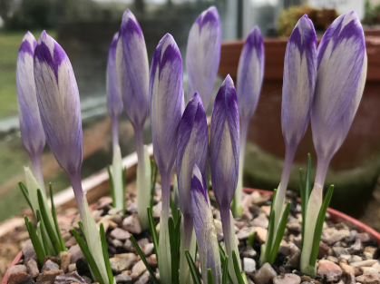 Crocus heuffelianus 'Shock Wave' 